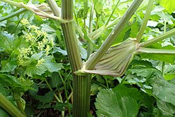 잎 줄기 (잎자루)의 기부가 크게 확장됩니다.