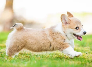 웰시코기 사진/출처:어도비스톡