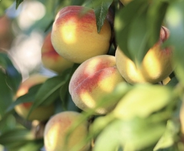 복숭아 보관방법