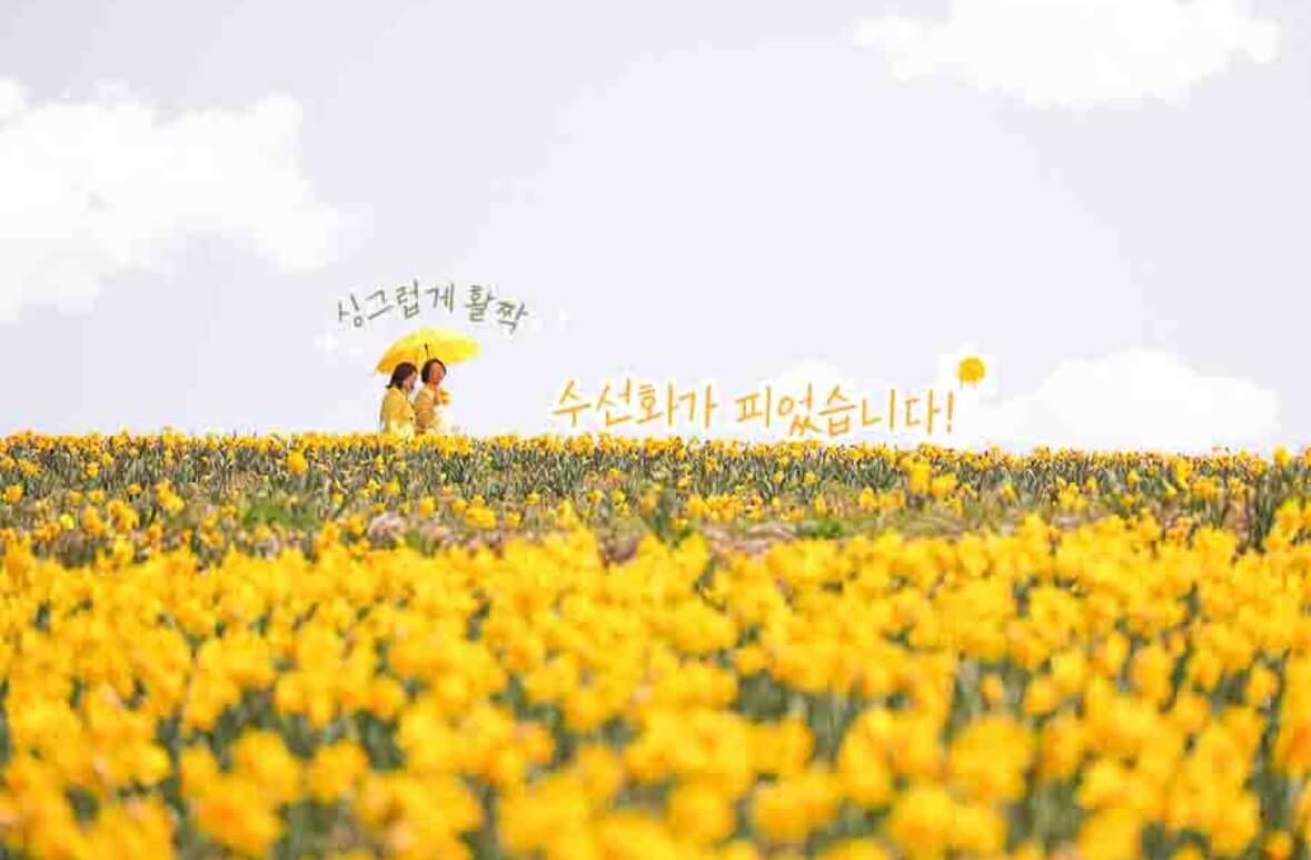 신안 선도 수선화 축제