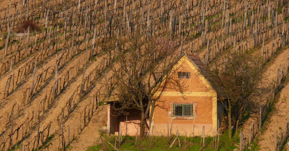 유네스코 문화유산 토카이 와인 역사 문화 경관