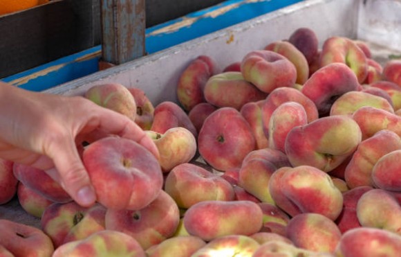 납작복숭아 먹는법 효능 칼로리 부작용