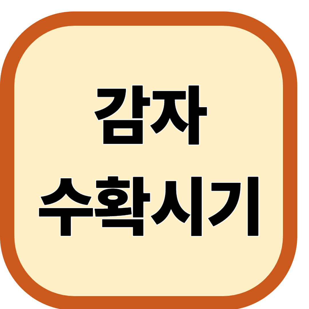 감자 수확시기