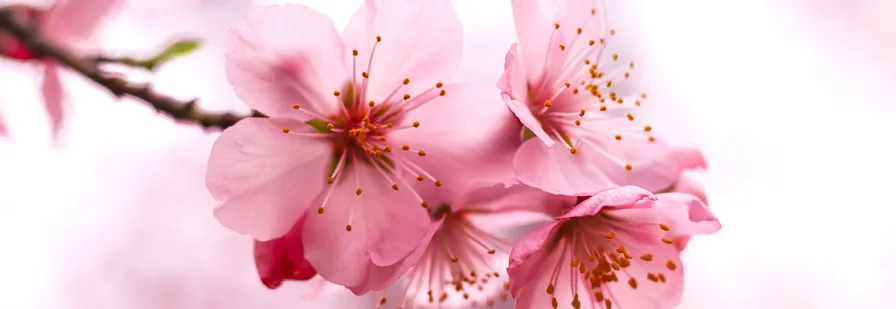 왕벚꽃-사진-이미지