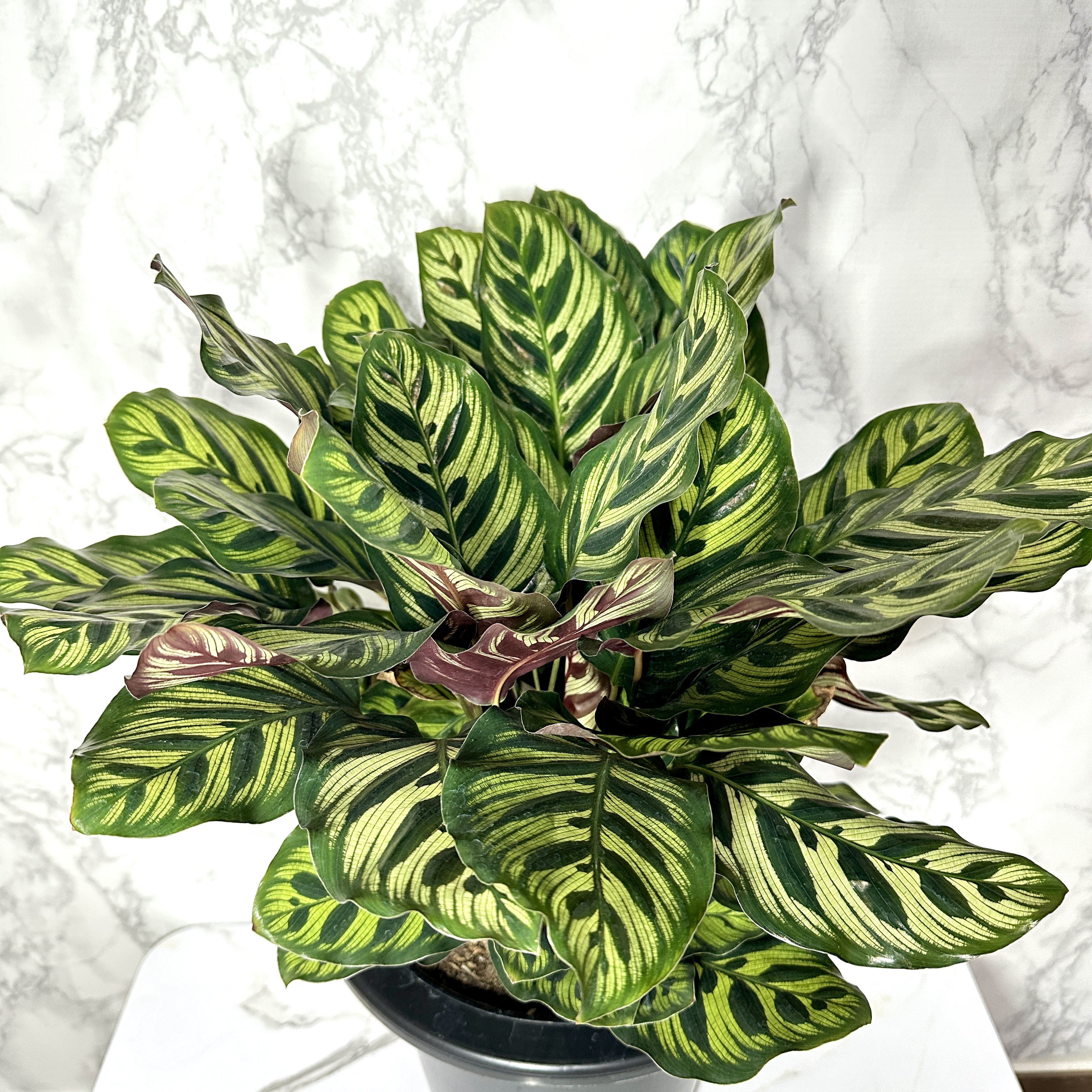 칼라데아 마코야나 키우는 방법, 온도, 물주기, 관리