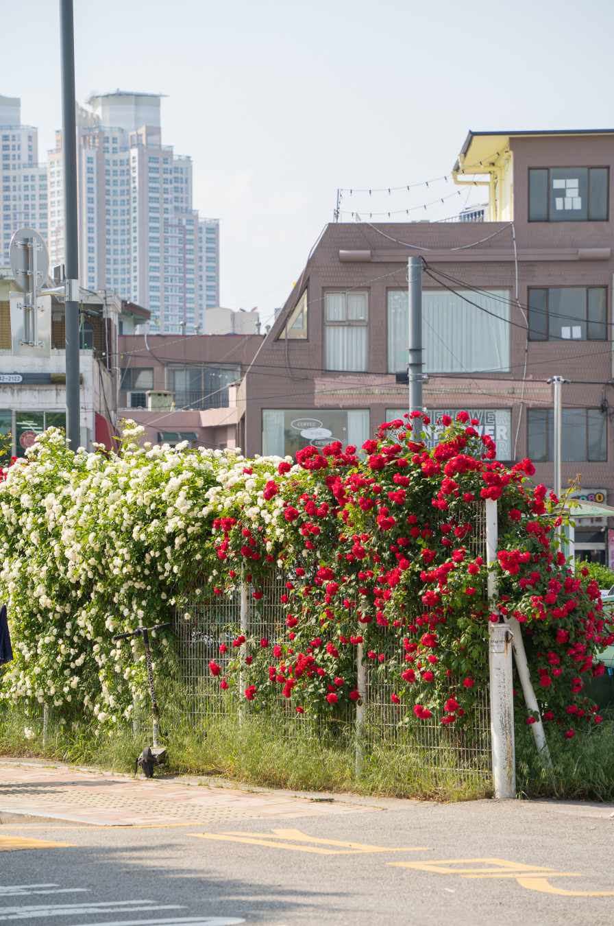 행궁동 화홍문 공영주차장 장미