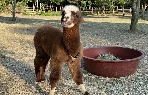 도치돌알파카목장