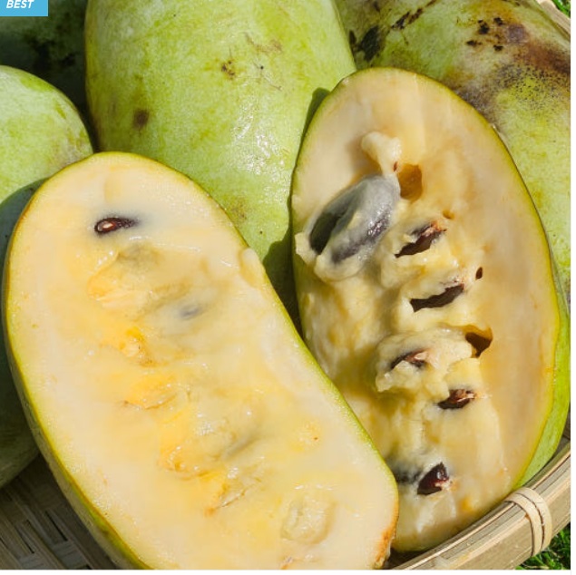 6시내고향-논산-포포나무열매-더좋은농원