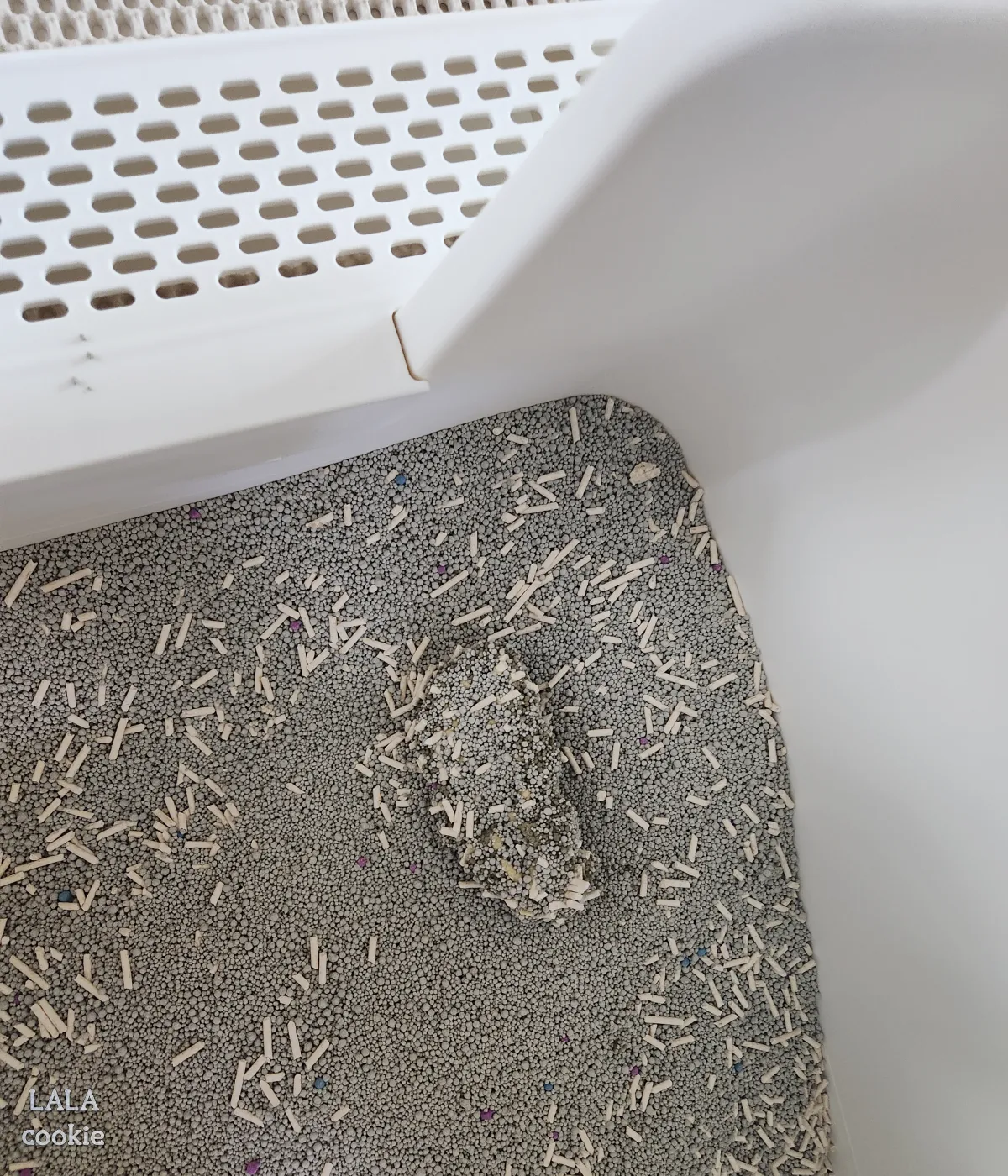 고양이-모래-바꾼-후기-새로운-화장실에-소변