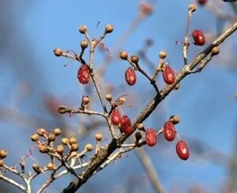 산수유 재배 개화기 관리 결실 유도 열매 건조_5