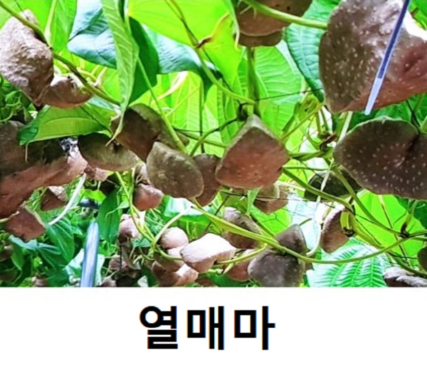 큰박-동과-옥도령