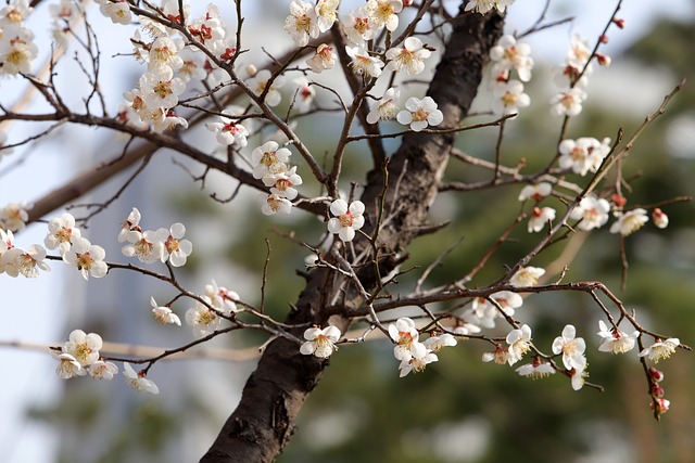 2025 전국 매화꽃 개화시기 및 축제일정 주차안내