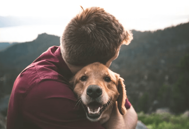 펫보험 비교: 가입 전 필수 체크리스트 5가지