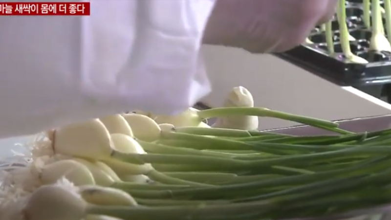 싹난마늘 먹어도될까 새싹마늘 효능 효과