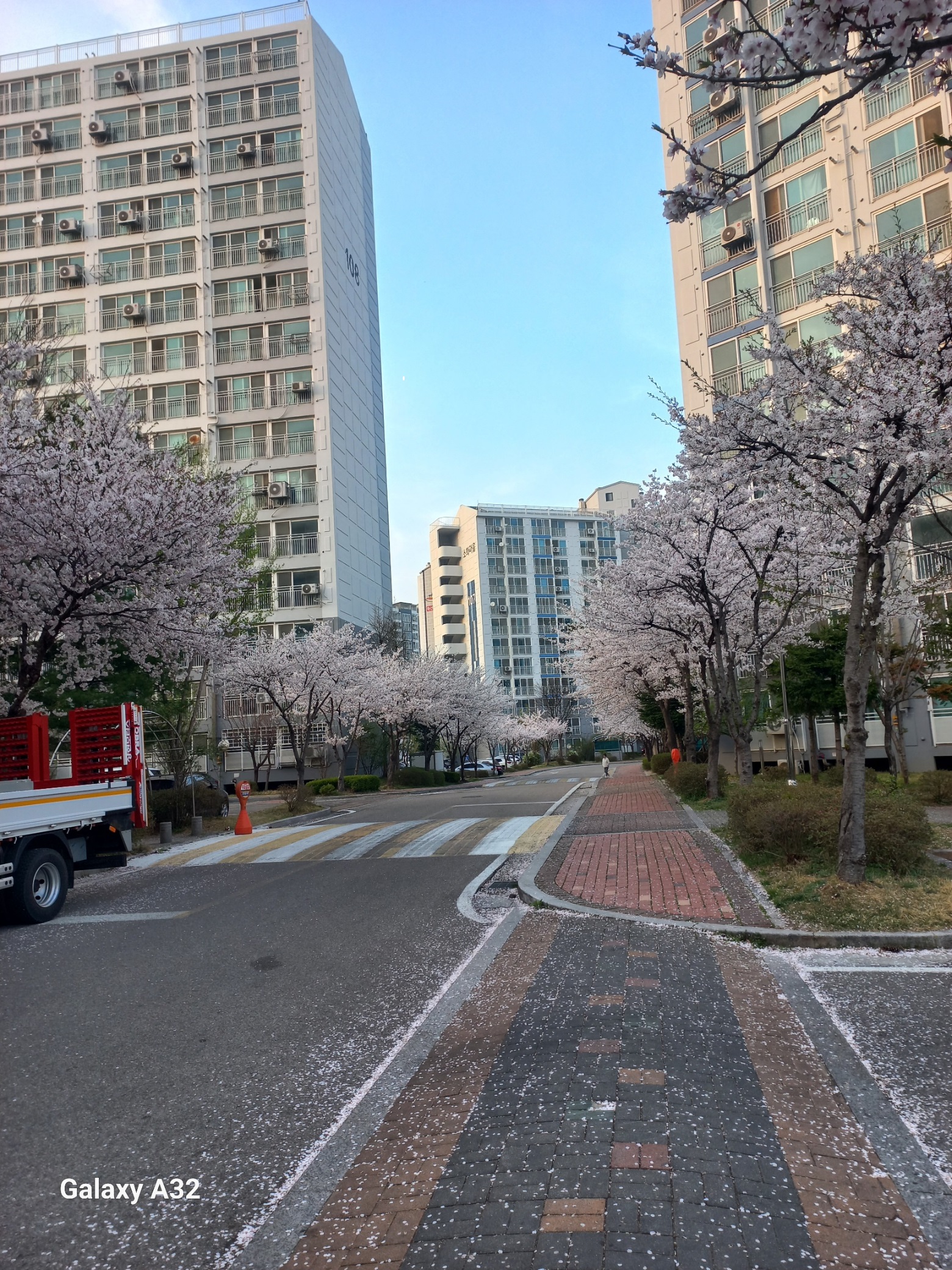 아파트내 벛꽃풍경