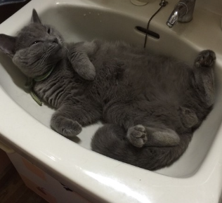 세면대에서 잠자는 고양이.