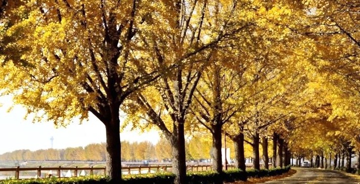 [단풍명소] 가을 여행지 베스트 50 - 서울, 경기도, 충남, 충북, 경북, 경남, 전남, 전북, 강원도, 제주