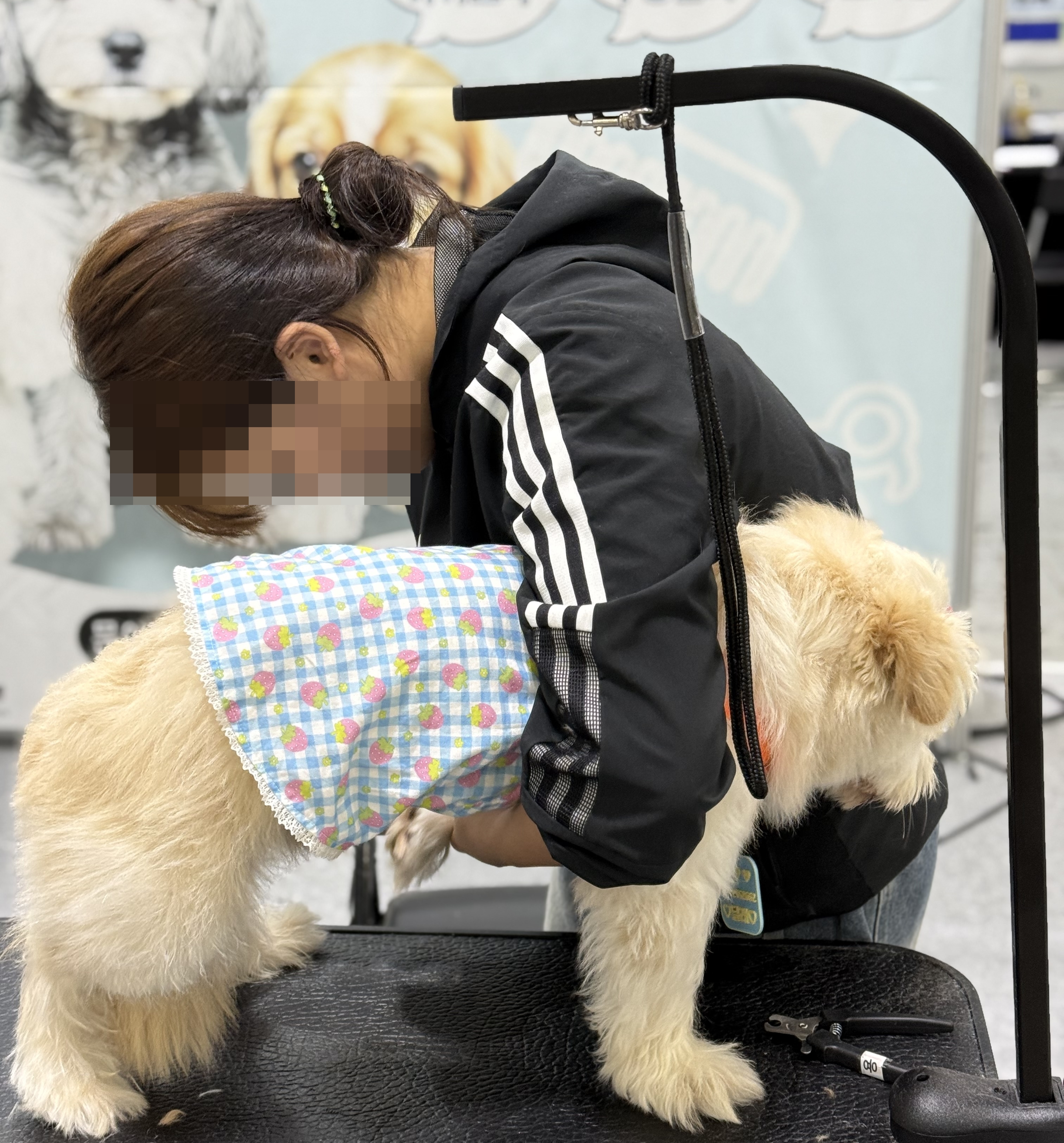 광주애견미용학원