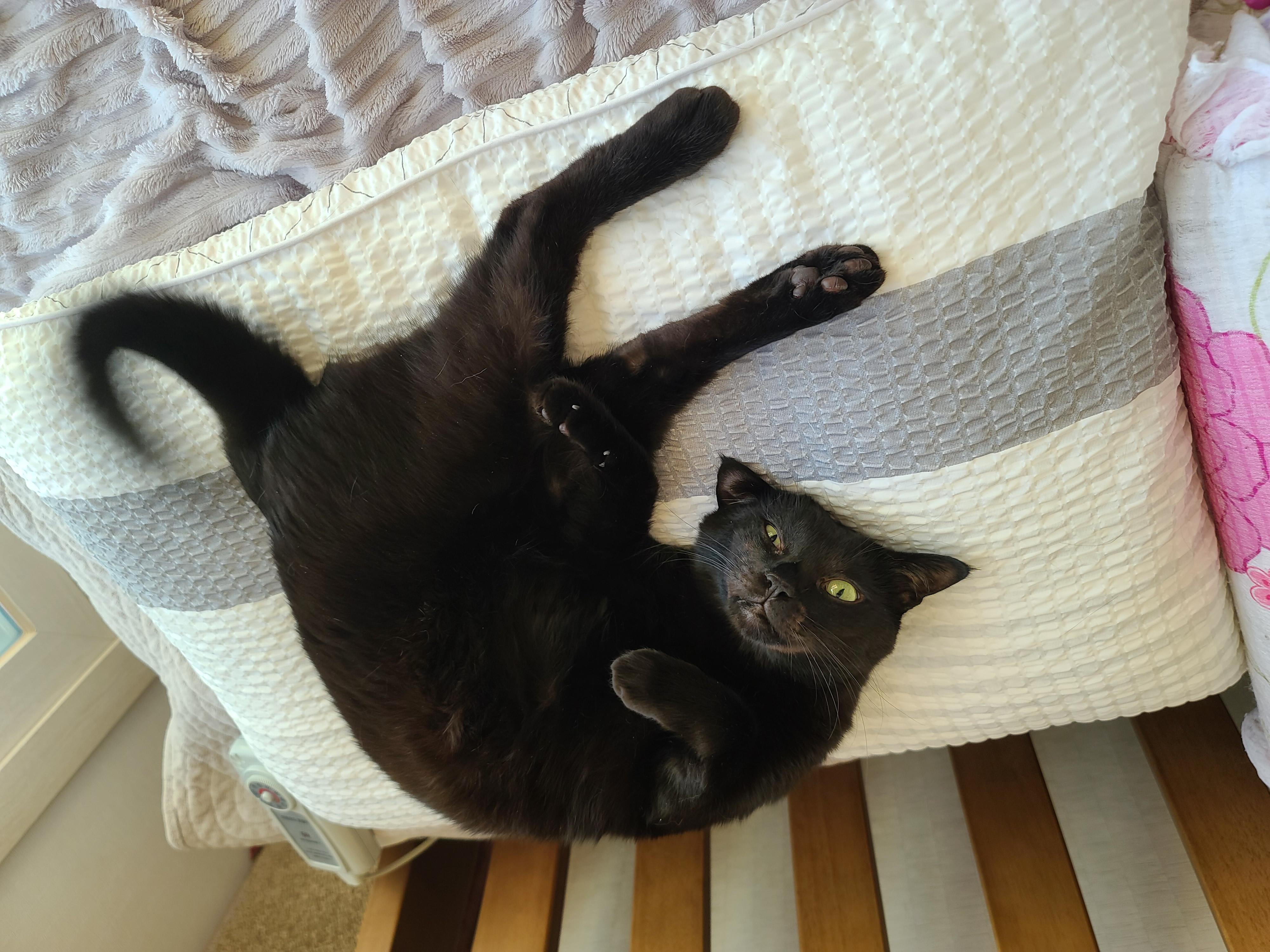 아침부터 건이랑 알콩달콩 (feat.호야)