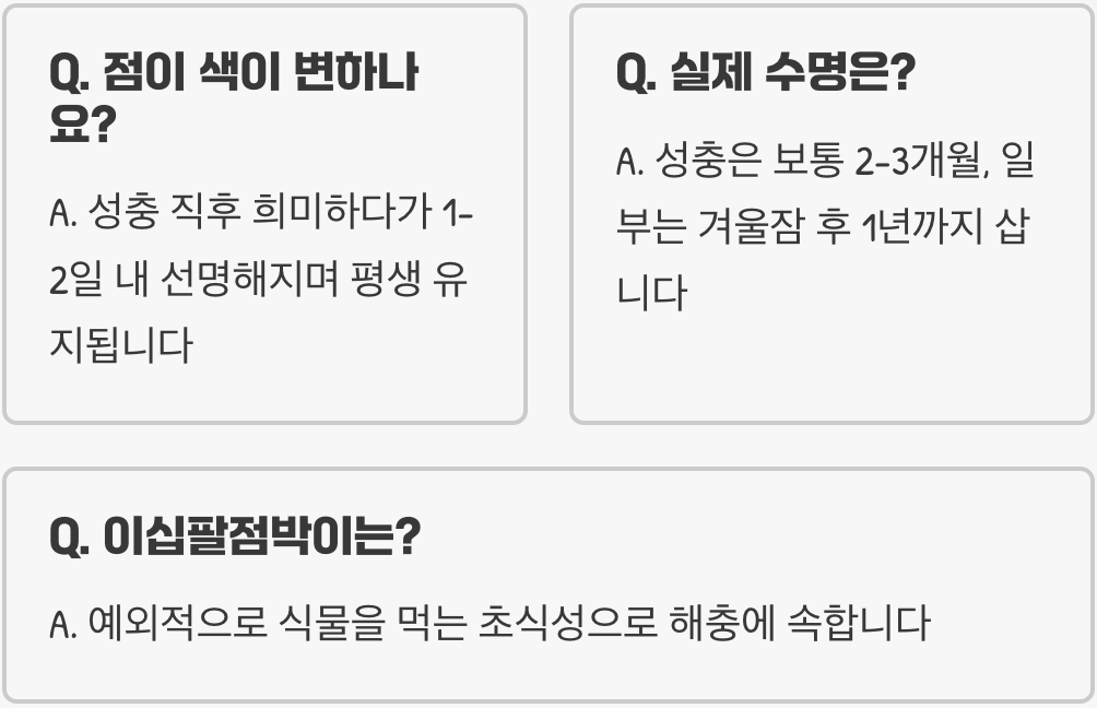 점 개수가 나이라고? 무당벌레 점에 대한 당신이 몰랐던 5가지 진실