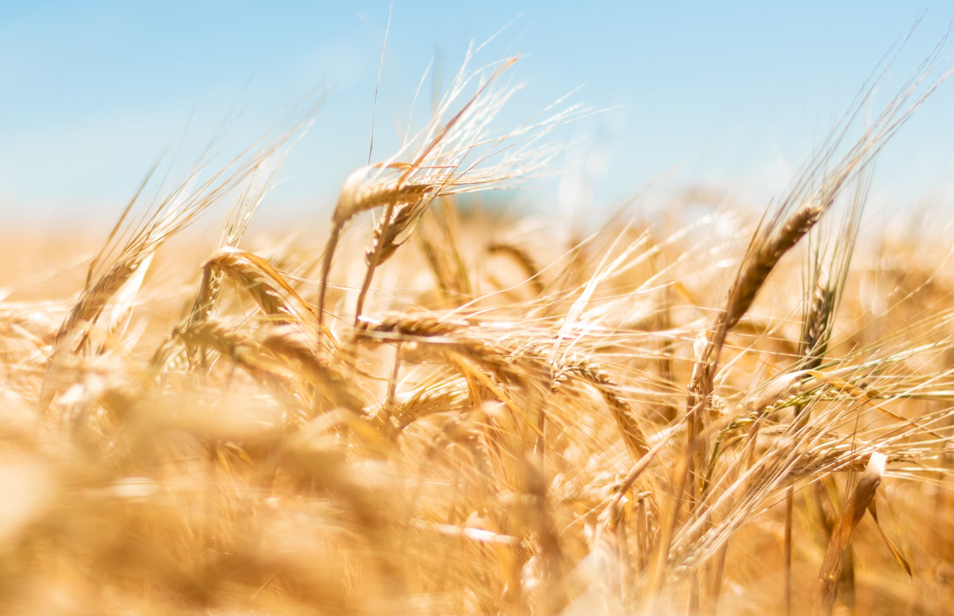 갈색-밀-밭-사진