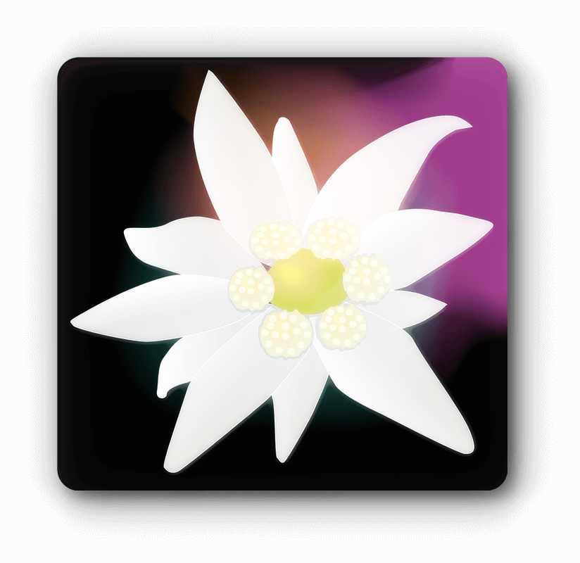 에델바이스(Edelweiss)