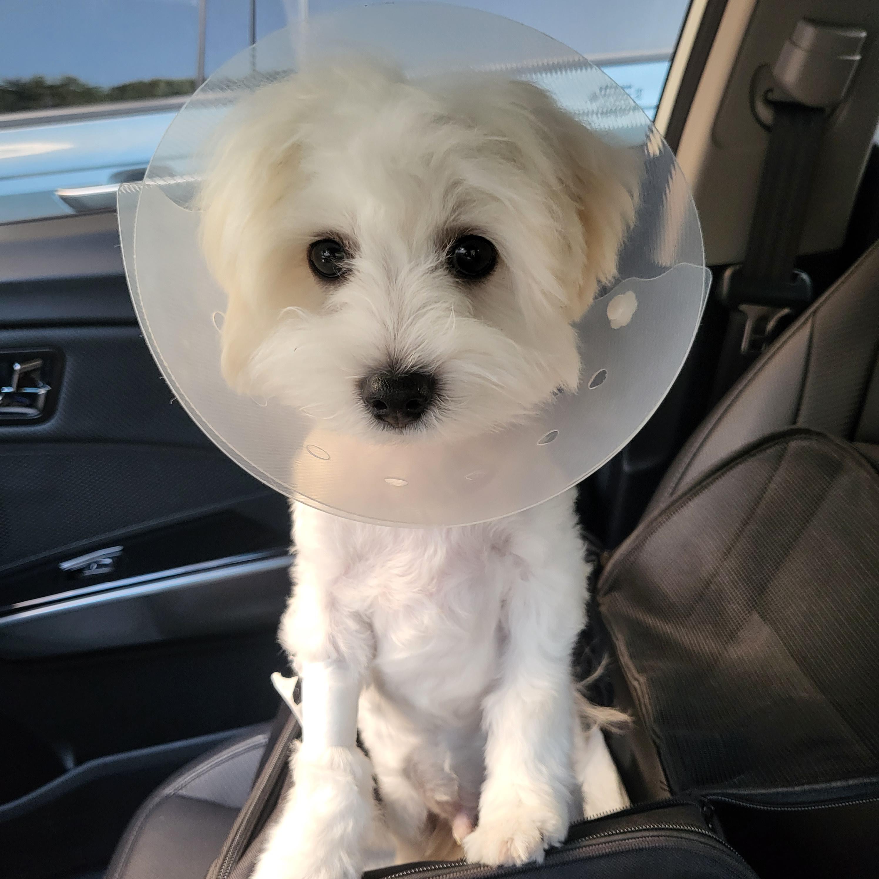 강아지 눈물자국 고민해결