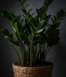 돈나무 키우는법