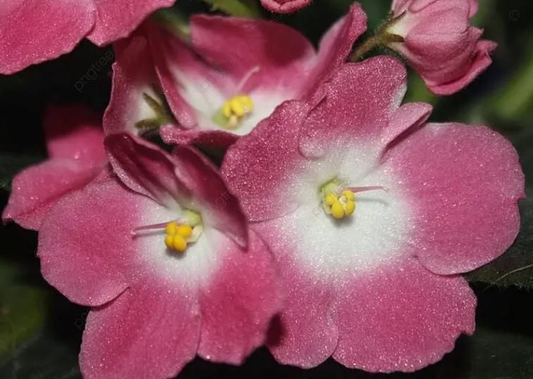 겨울 꽃 세인트폴리아