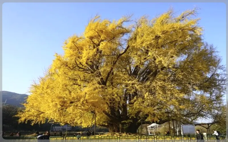 반계리 은행나무_18