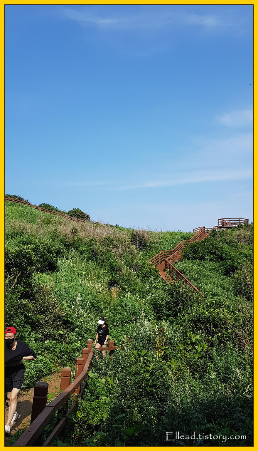 관음도는 크지 않은 섬이지만 식생이 다양하고 풍요롭다.