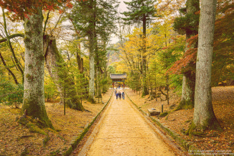 합천 해인사 단풍