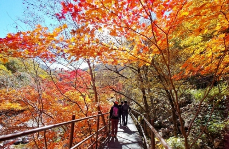 지리산 단풍 – 웅장한 산세와 가을빛의 향연