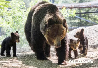 우수리 불곰 특징 성격 서식지_21