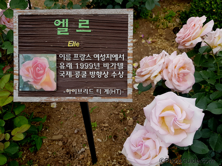 엘르
