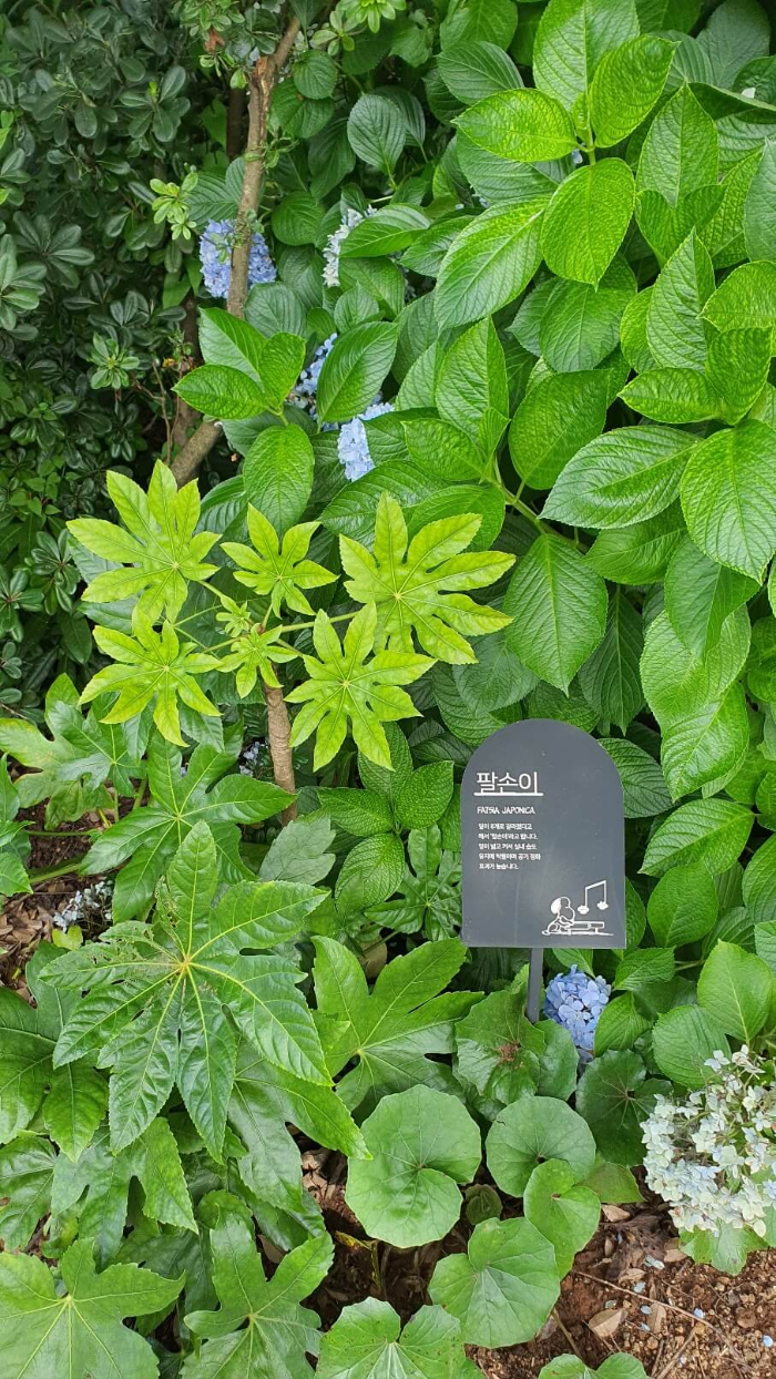 스누피가든-실외사진-팔손이