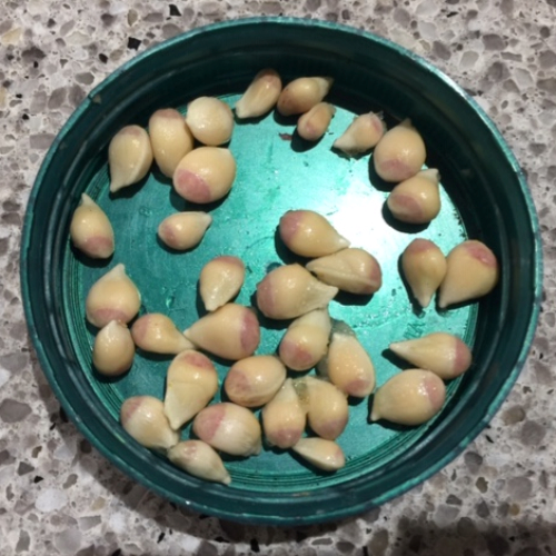 유자씨 Yuzu seed