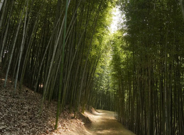 죽녹원
