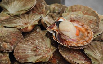 비브리오 패혈증 주의보! &ldquo;덜 익힌 해산물 위험해요&rdquo; 증상과 예방법