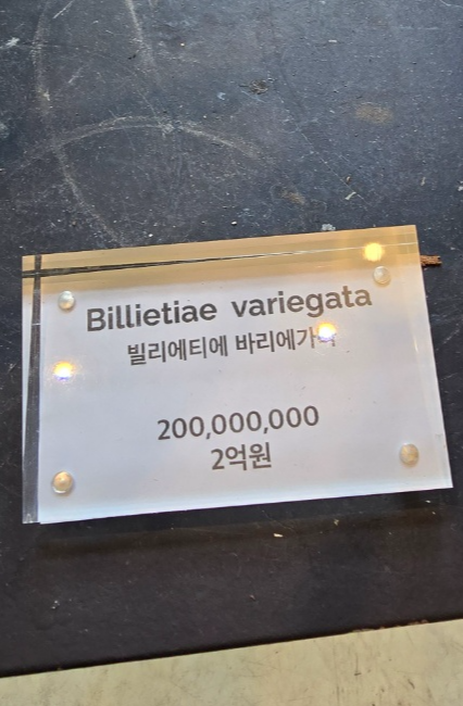 빌리에티에바리에가타가 2억이라는 가격표