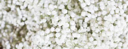 아름다운 안개꽃2