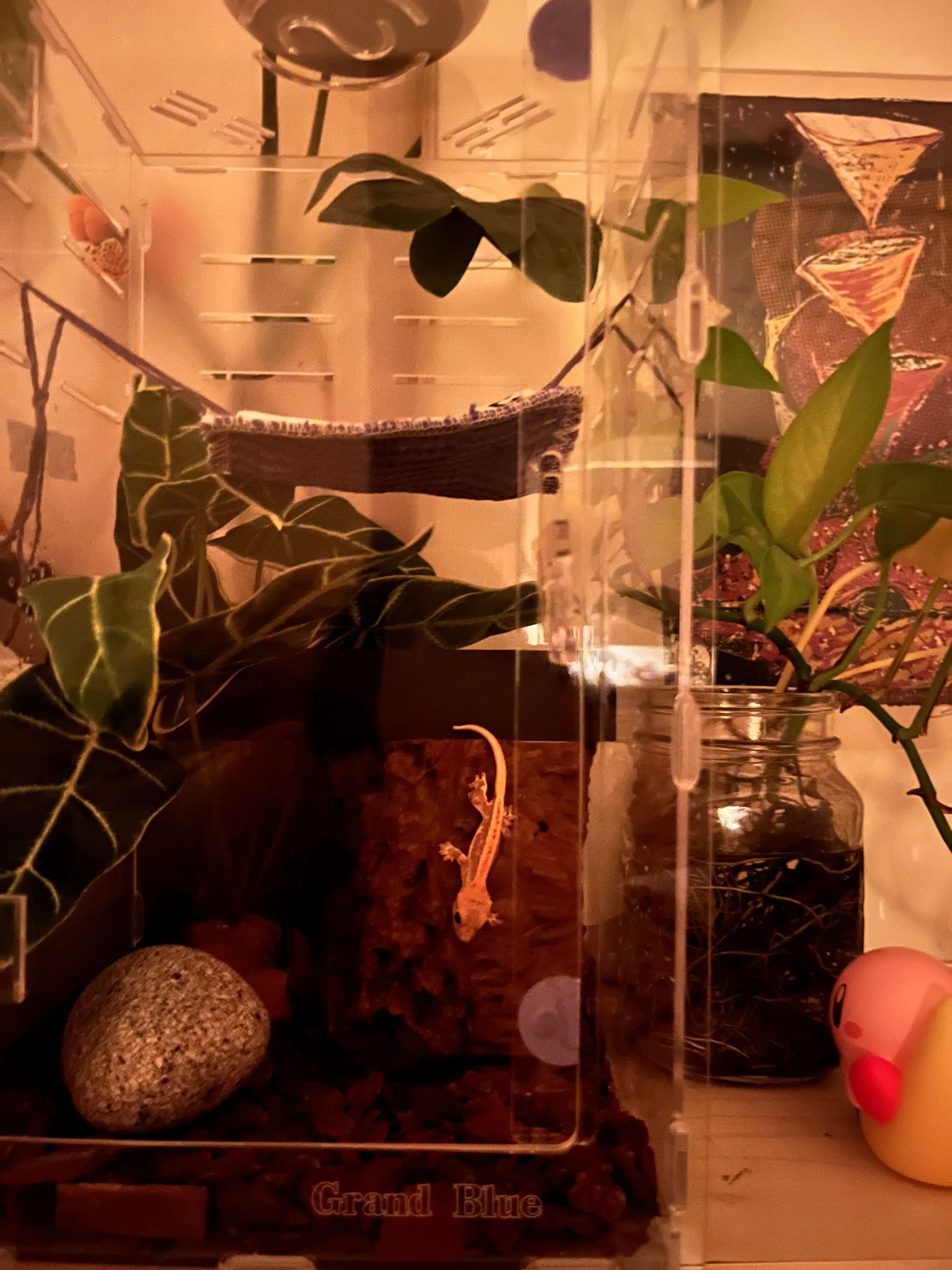 크레스티드게코