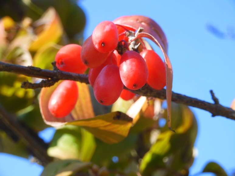 산수유-나무에-열린-열매
