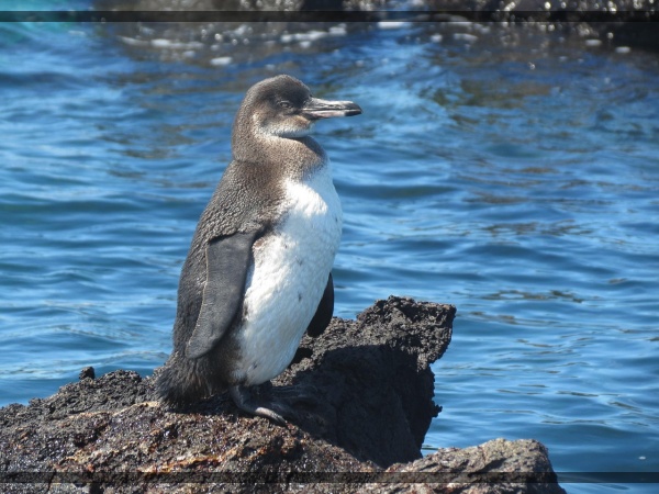 지구가 아파요. 2 갈라파고스 펭귄 생존을 위협받는 작은 여행자