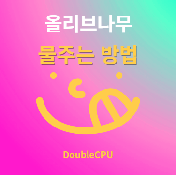 올리브나무 물주기