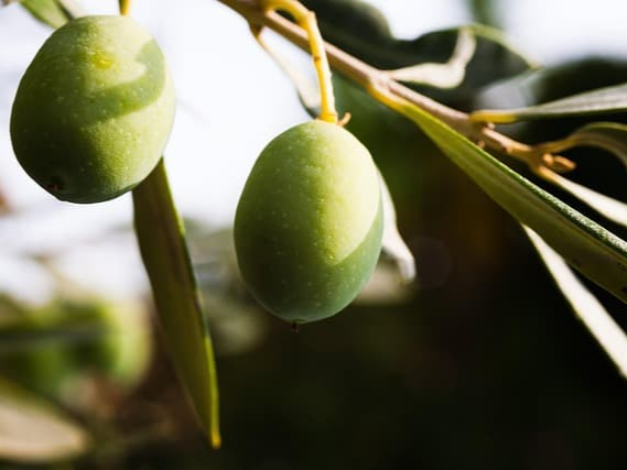 올리브유 원산지 확인