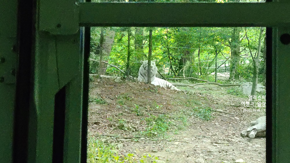 에버랜드 사파리 월드 꿀팁 (예약, 트램 좌석), 자유이용권 할인