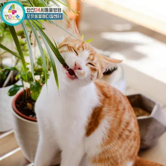 "고양이