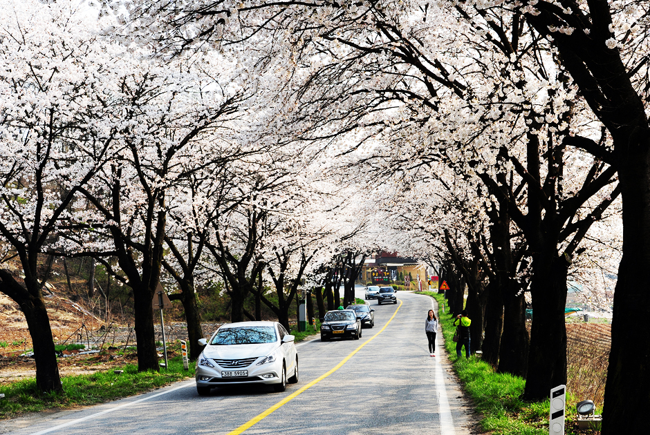 청풍호 벚꽃축제