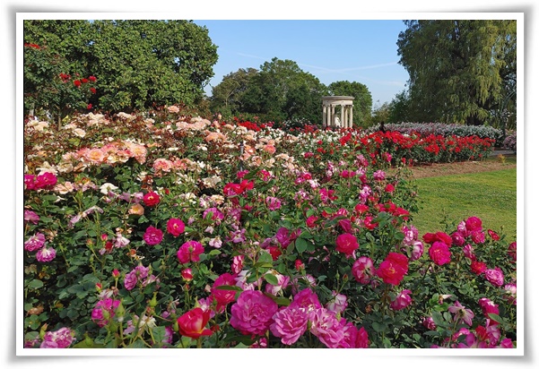 &quot;장미&quot; 천 년의 사랑을 품은 아름다움의 상징 매혹적인 꽃!고